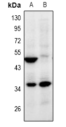 Zzz3 Polyclonal Antibody