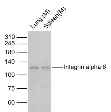 Integrin Alpha 6 Monoclonal Antibody