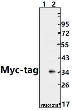 Myc-Tag Polyclonal Antibody