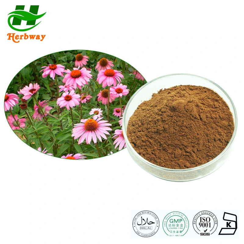 Herbway Factory Direct Sale Natural Supplements Echinacea Purpurea Echinacea Angustifolia Extract