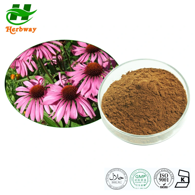 Herbway Factory Direct Sale 4% Echinacosides Herbal Extract Powder Echinacea Purpurea Extract