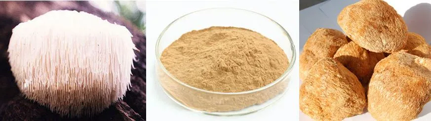 Maiitake Mushroom Extract Grifola Frondosa Straight Powder