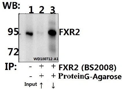 CE, ISO9001 Approved Fxr2 (E576) Polyclonal Antibody