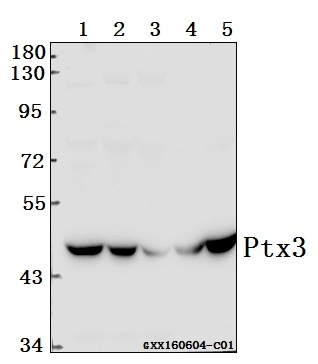 CE, ISO9001 Approved Ptx3 (Y27) Polyclonal Antibody