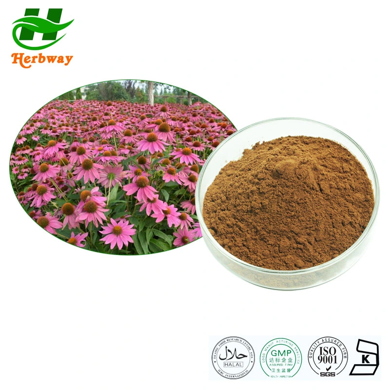 Herbway Factory Supply 2023 New Product Echinacea Angustifolia Extract 100% Echinacea Polyphenol Powder