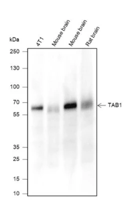 Tab1 Monoclonal Antibody