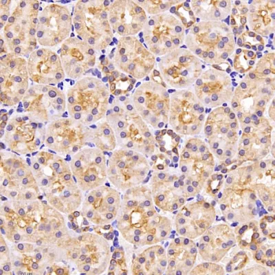 Biological Mouse Mab Primary Recombinant Anti-Gapdh Antibody