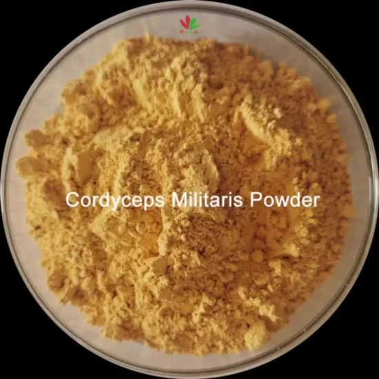 Ready Stock Grifola Frondosa Extract Powder Maitake Mushroom Extract