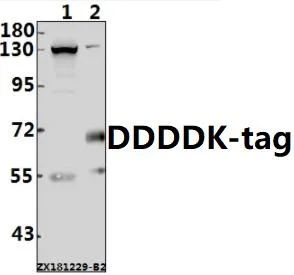Ddddk-Tag Mouse Antibody