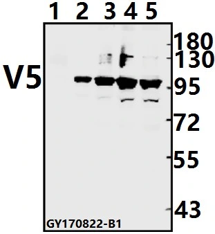 CE, ISO9001 Approved V5-Tag Monoclonal Antibody