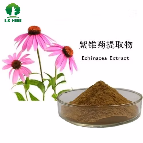 Factory Wholesale Echinacea Extract Polyphenol 4% by UV, Cichoric Acid 1%~4% by HPLC