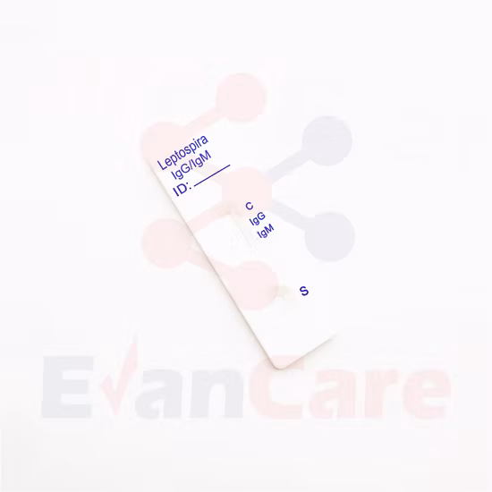 Ddddk-Tag Mouse Antibody